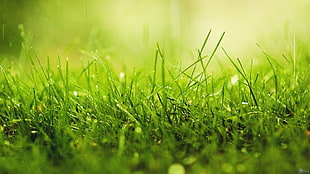 shallow focus photography of green grass during day time